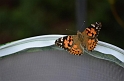 Kids_ButterflyRelease (20)